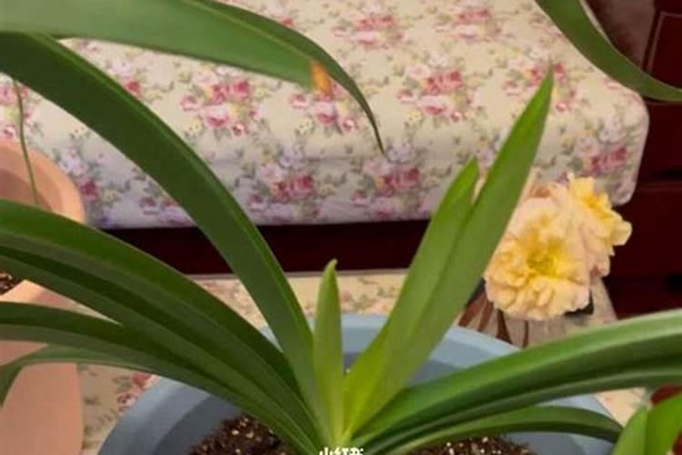 硝酸磷肥有哪些果树安全施用技术？