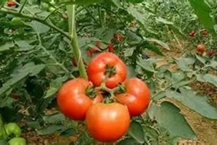 硅肥应该在什么时候使用 硅肥什么时候施最佳