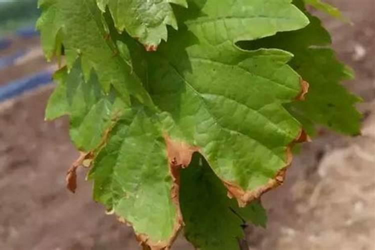 葡萄肥害有什么症状