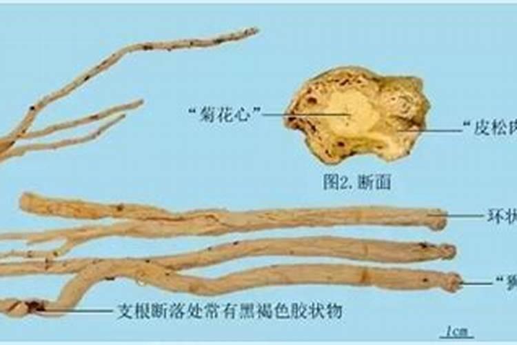 用于蔬菜的叶面肥可以用在果树上吗？