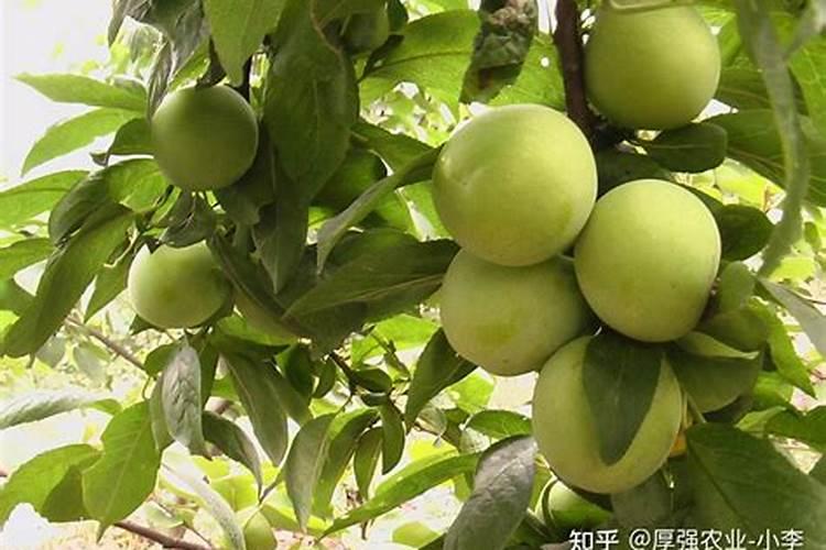 李子采摘后果树怎么管理,刘存寿碳基生态肥的巧妙使用