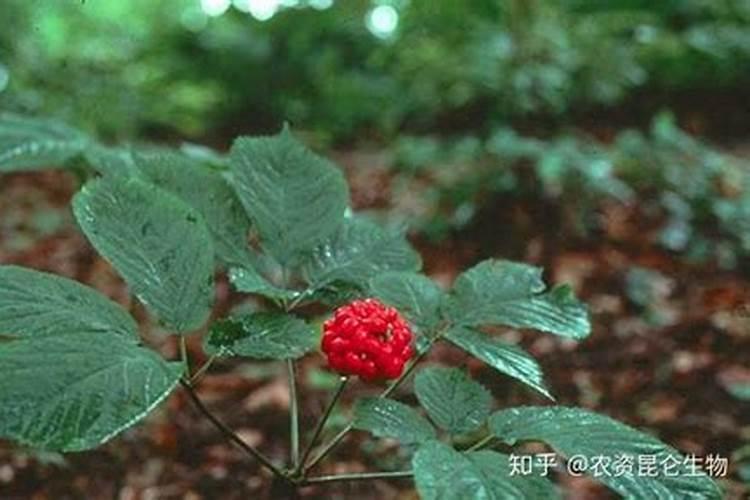 西洋参专用肥,什么时间施肥好？施肥时间和方法,西洋参叶面肥用“昆仑风...