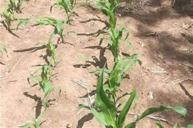 南军为什么炮击萨姆特要塞？