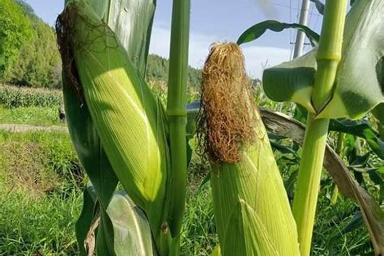 玉米该如何正确的追肥？都有哪些注意事项？