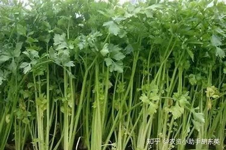 氮素怎样实时监控施肥技术？