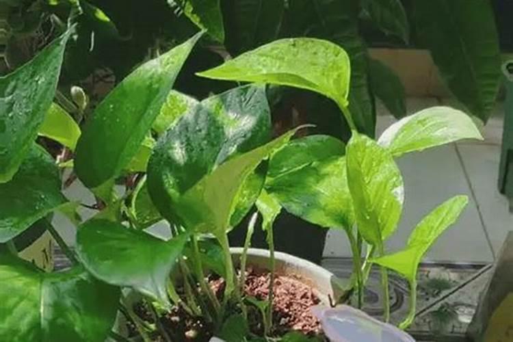 铵态氮肥特点及作用