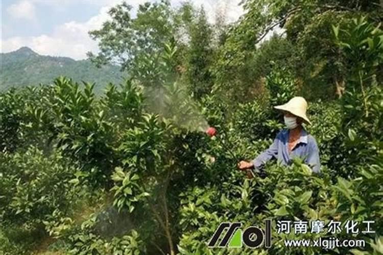 脐橙采果后喷什么叶面肥好