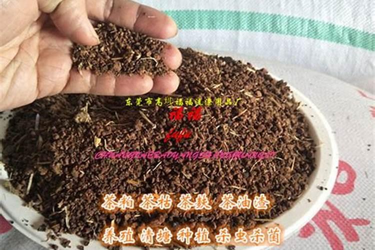 芥蓝怎么种？芥蓝的育苗播种及田间管理方法