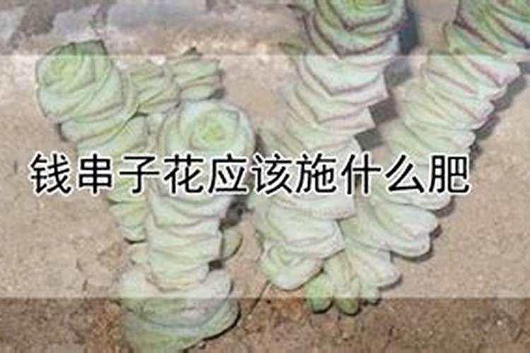粉丝和粉条的区别