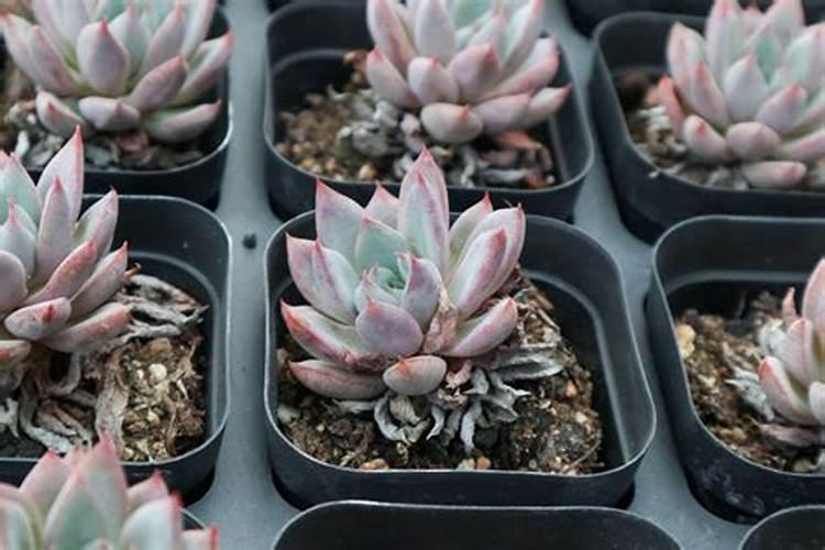 清姬多肉植物的长势过于旺盛怎么办