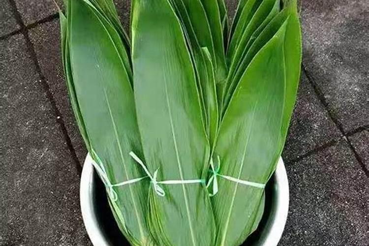 灰水粽的灰水怎么制作？灰水粽用的什么植物？