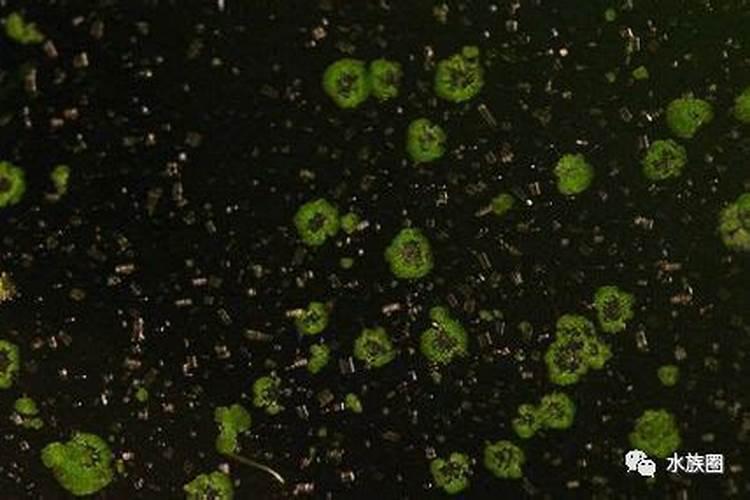 泗洪金羽禽业有限公司怎么样？