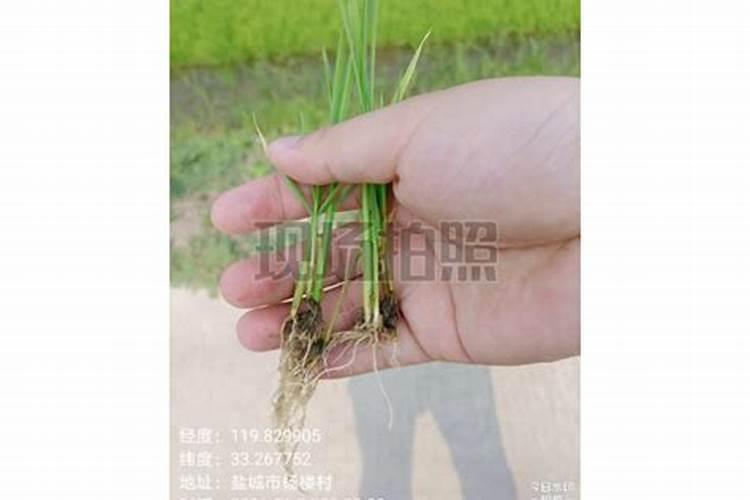 木绣球花的养殖方法和注意事项 木绣球花喜欢什么土