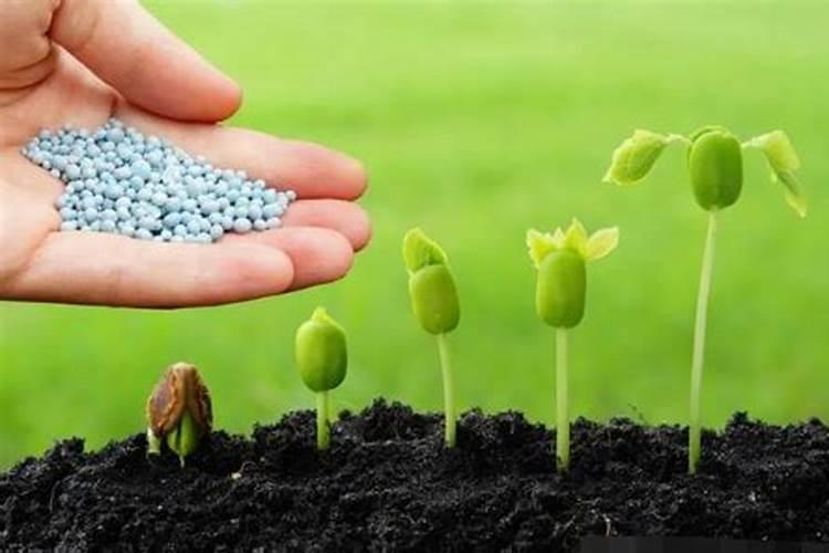 桑黄的种植方法栽培技术