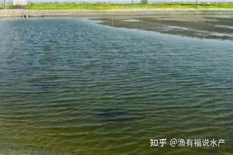 油菜的硼肥怎么施用？需要注意哪些方面？