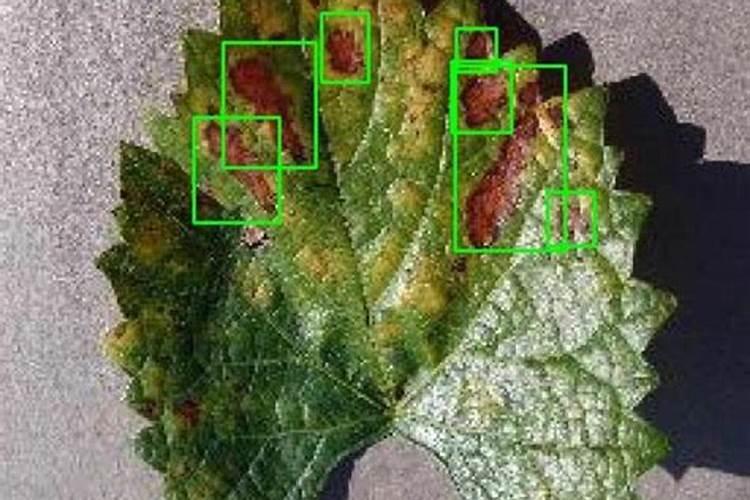 8月份苹果树如何促花施肥