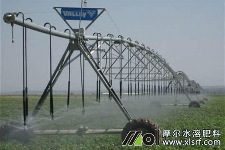 中药材西洋参生根膨大素,中药材人参壮根灵厂家批发,中药材半夏地下茎块...