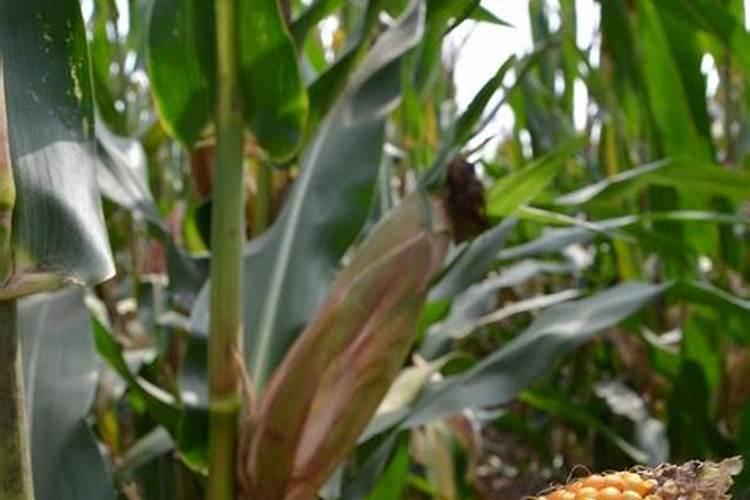 国内氨基酸水溶肥生产厂家有哪些？