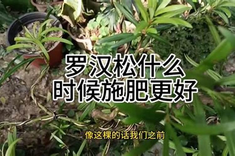 罗汉松施什么肥好,罗汉松施饼肥、粪肥最好