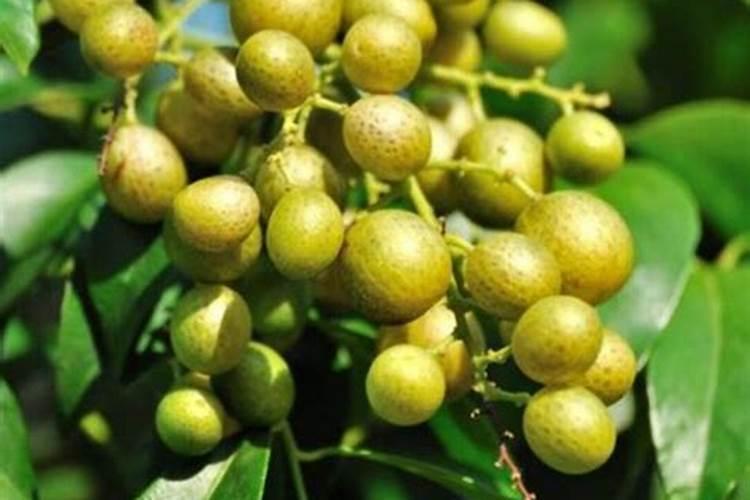 黄柏有哪些施肥的技术？