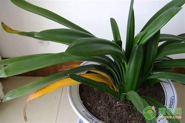 君子兰夏天能施肥吗