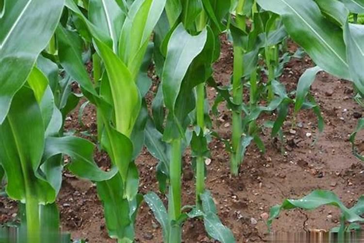 种完小麦可以直接种玉米吗