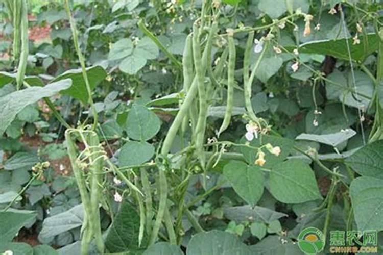 大棚芸豆苗期喷什么叶面肥什么药