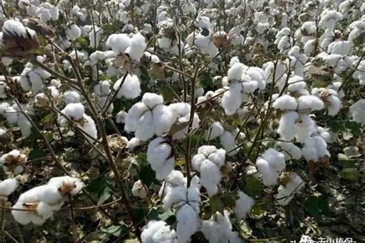 硝酸磷肥是什么？怎么使用好