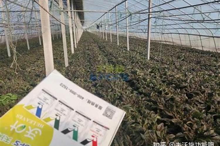 玉米啥时需要磷肥最多？