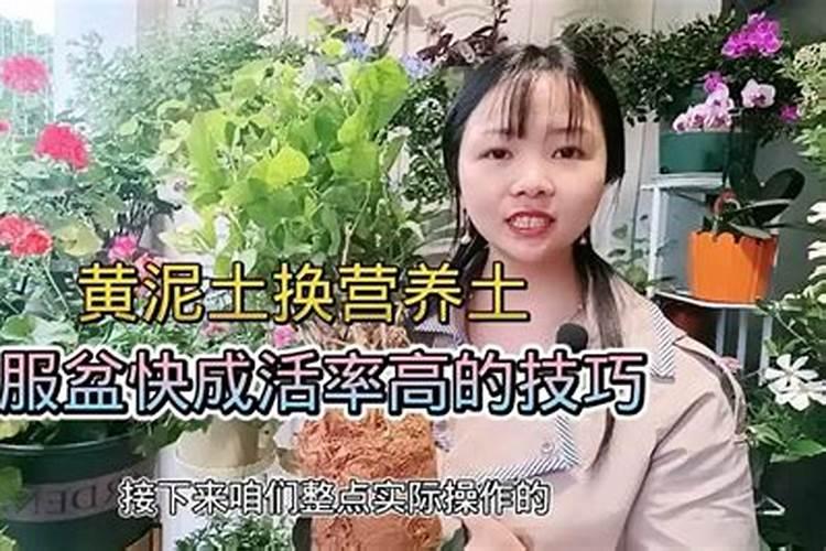 葡萄生长后期是什么肥
