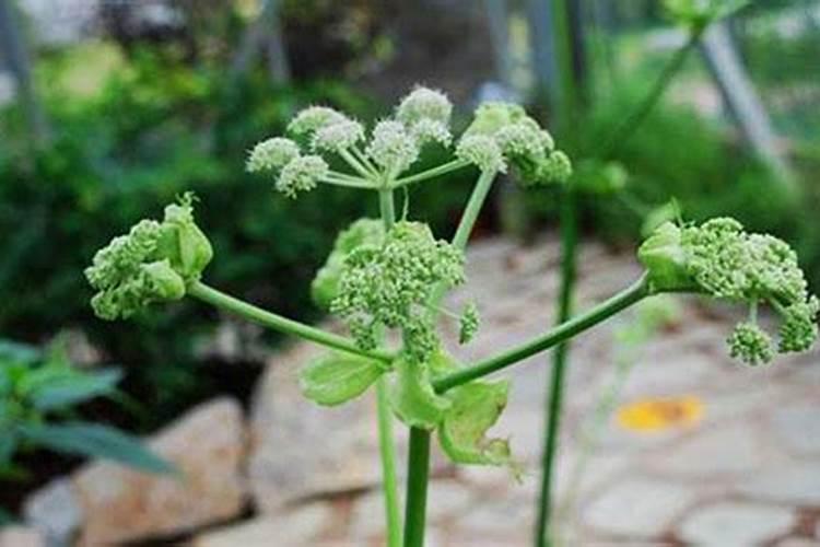 种植高产西红柿如何施肥？