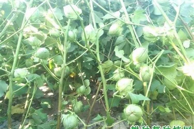 复合肥有几种生产工艺,各工艺作用