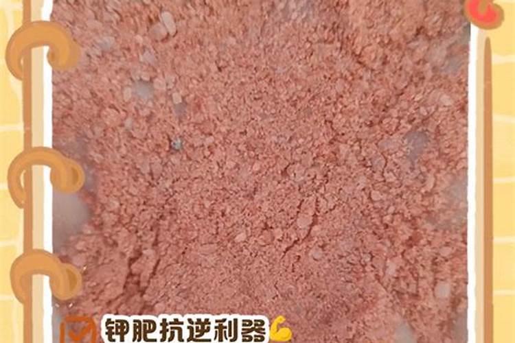 请问种植草莓,哪种肥料可以稳固它的根须？