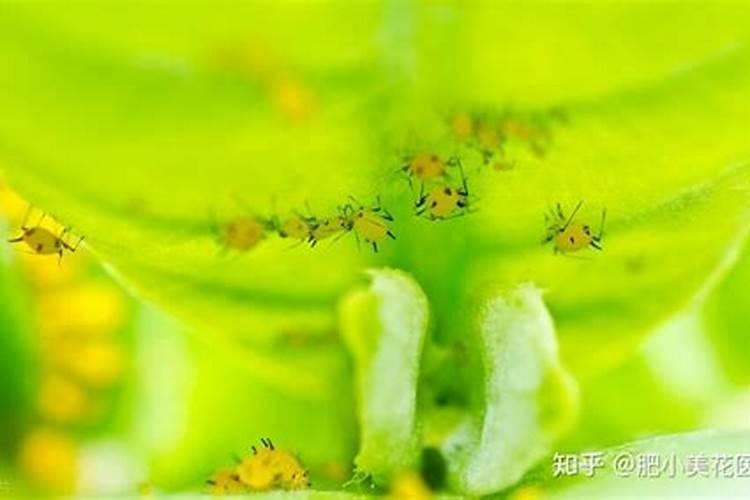 蚜虫该如何防治？蚜虫防治技术!