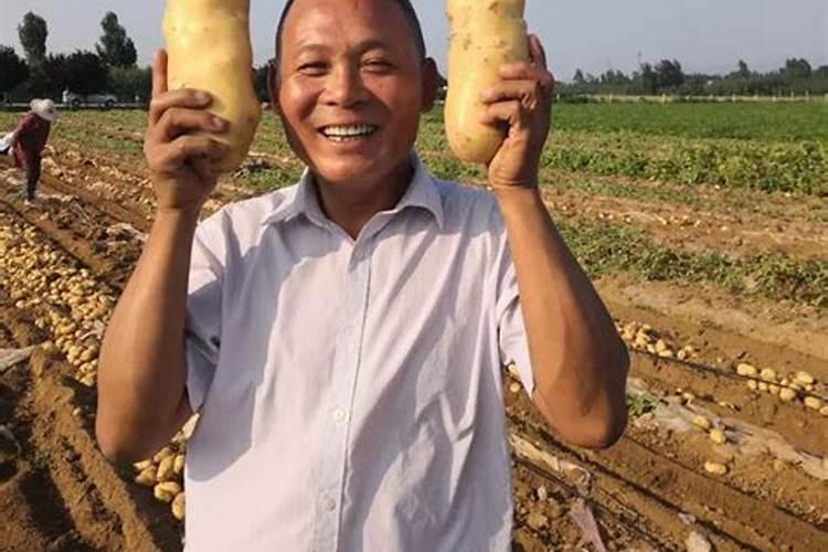 葡萄花期要施高磷的肥料吗