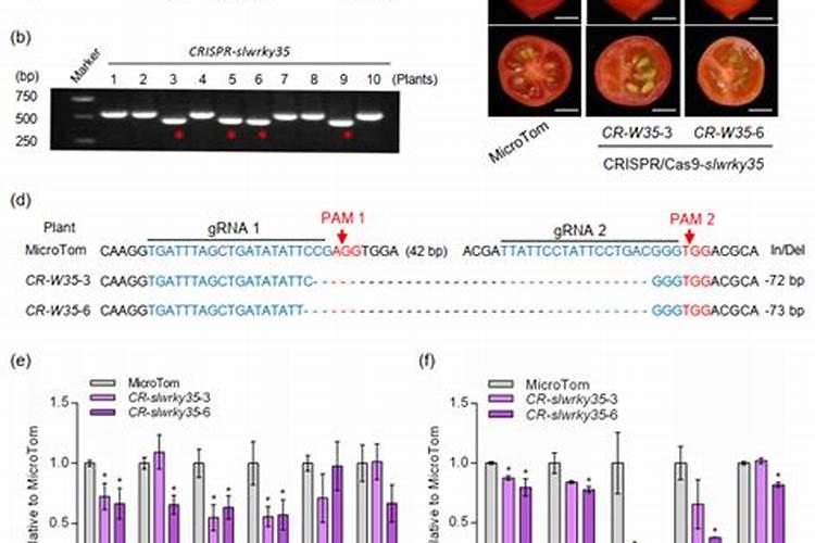 西红柿的营养价值及功效与作用
