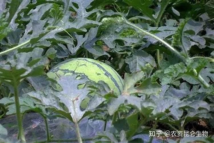 大棚西瓜增甜蓬果的肥料用什么好,还不能裂果