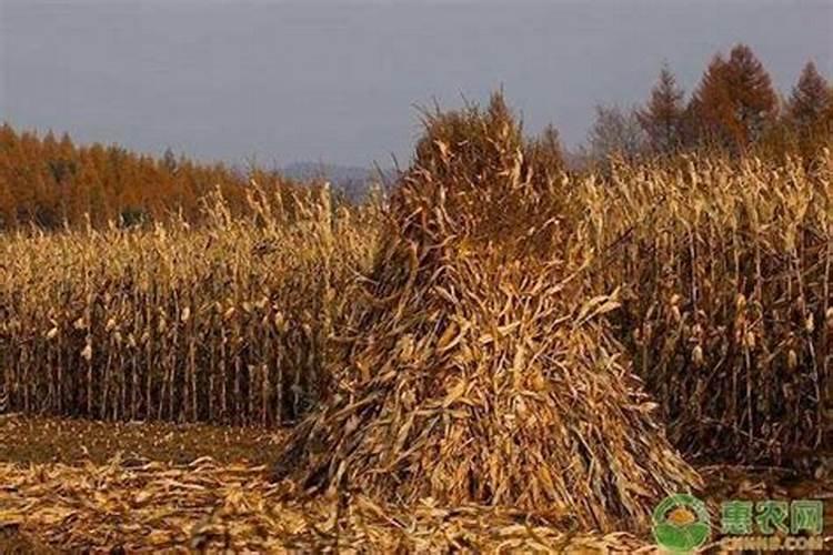 秸秆还田的土地用什么底肥好