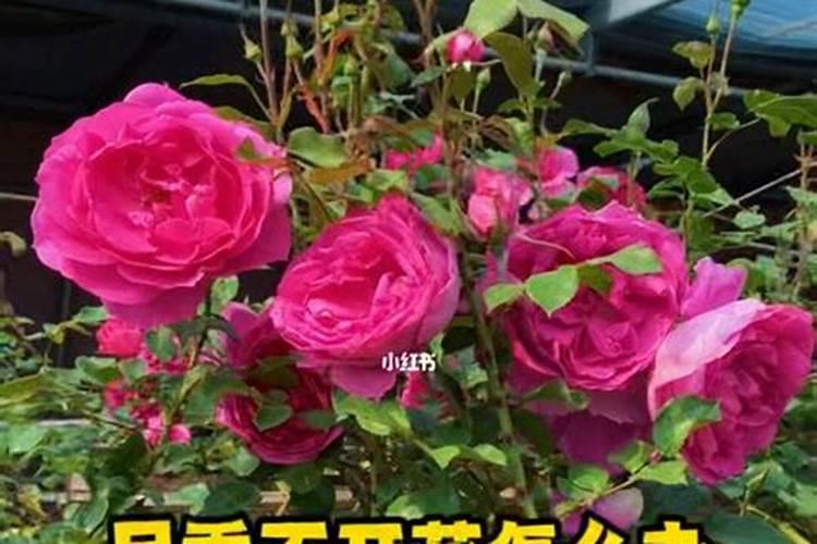 有哪些花能用氮肥