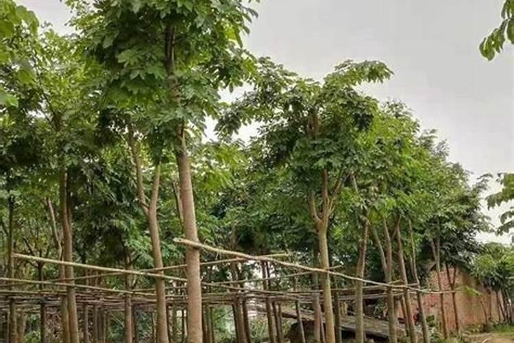 树苗防冻好方法