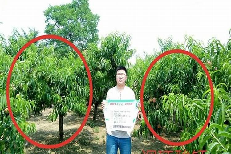 西红柿、黄瓜等瓜果蔬菜,要想有花就坐果,实现高产,要怎么做？