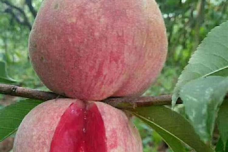 阿尔法罗密欧是哪个旗下品牌？