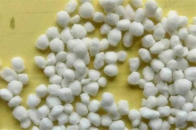 四季豆钻心虫的防治措施 四季豆怎么管理水肥