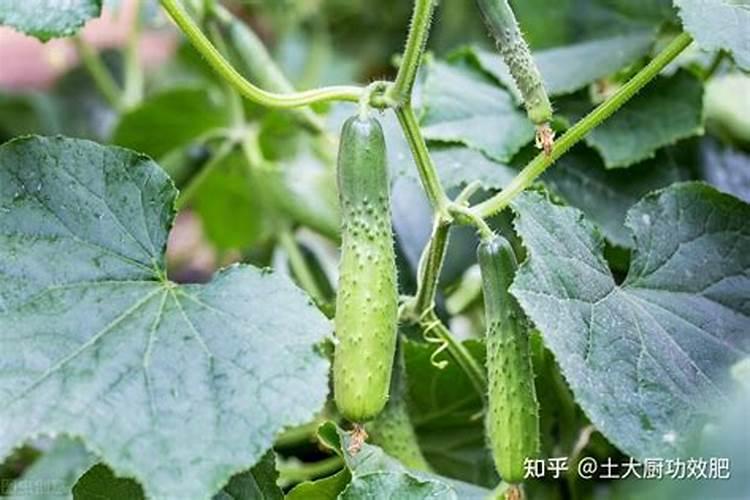 玉米氮肥过多的危害