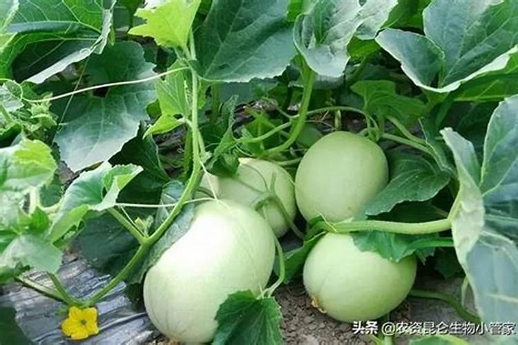 铵根离子的形成过程