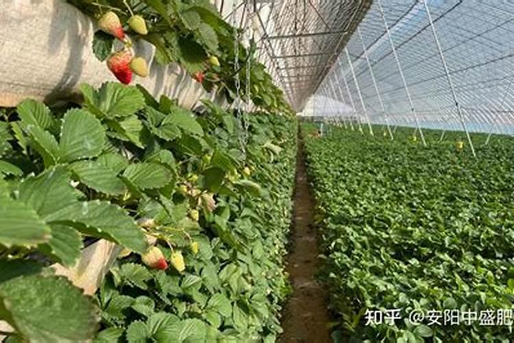 草莓生根养根用什么肥