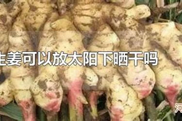 南姜怎么种
