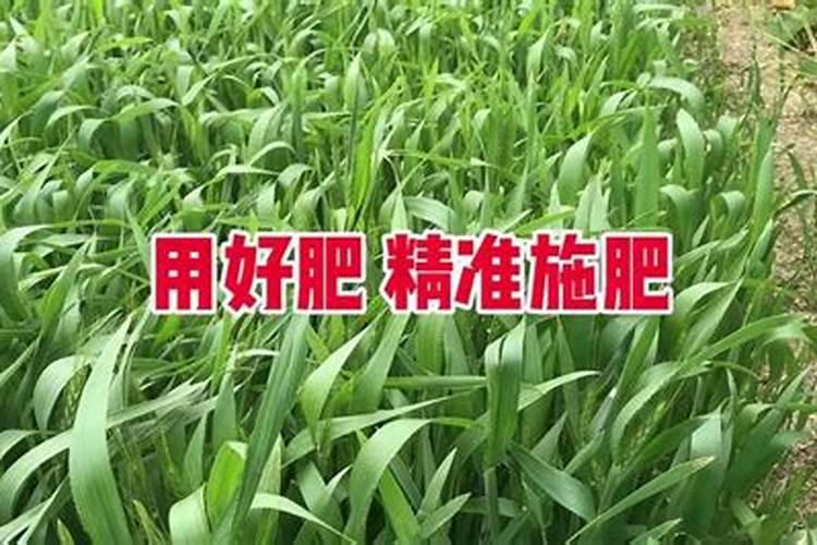 磷肥对小麦有哪些作用？