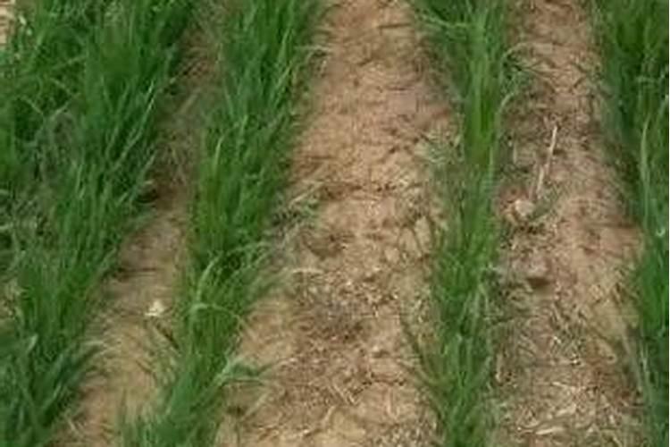 给花卉喷施叶面肥应该注意些什么