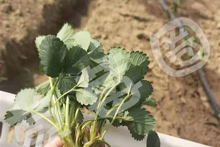 草莓多久追肥 草莓怎么施肥？